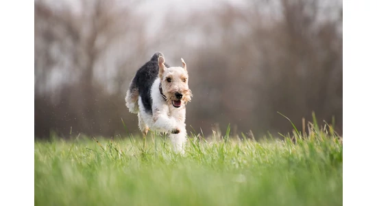 Háziállatok és a klíma